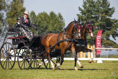 1. Zaprzęg konny