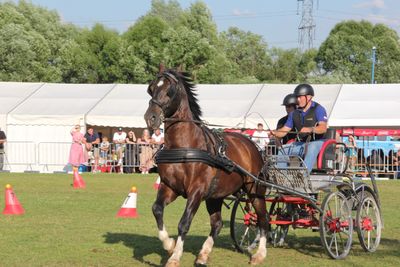 Pojedynczy zaprzęg konny