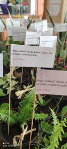 Fotografia dotycząca Zwiadowcy są światu potrzebni - udowodnili to "Podhalańscy Rangersi"