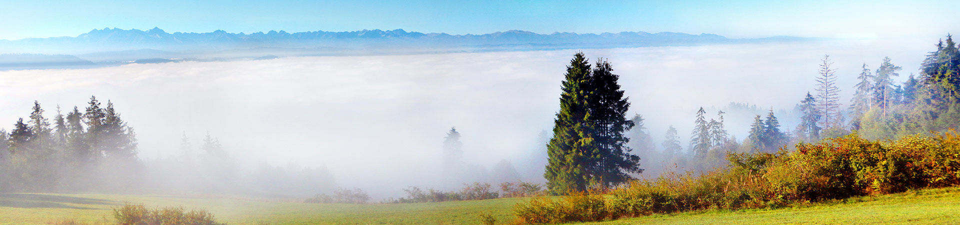 baner zdjęcie ozdobne