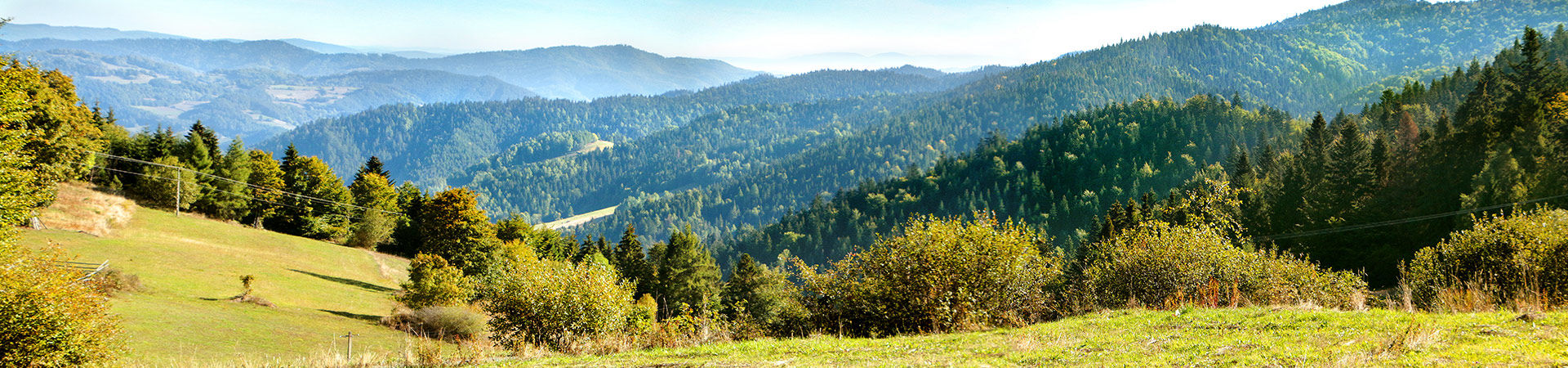 baner zdjęcie ozdobne