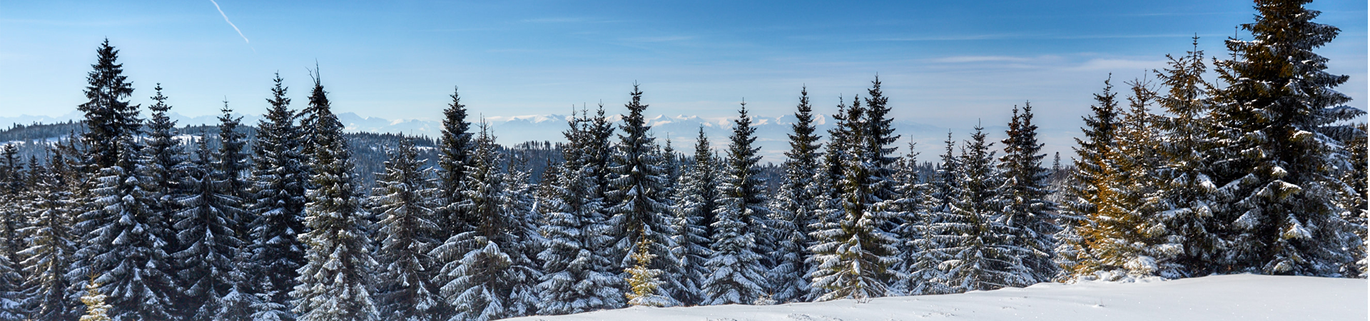 baner zdjęcie ozdobne