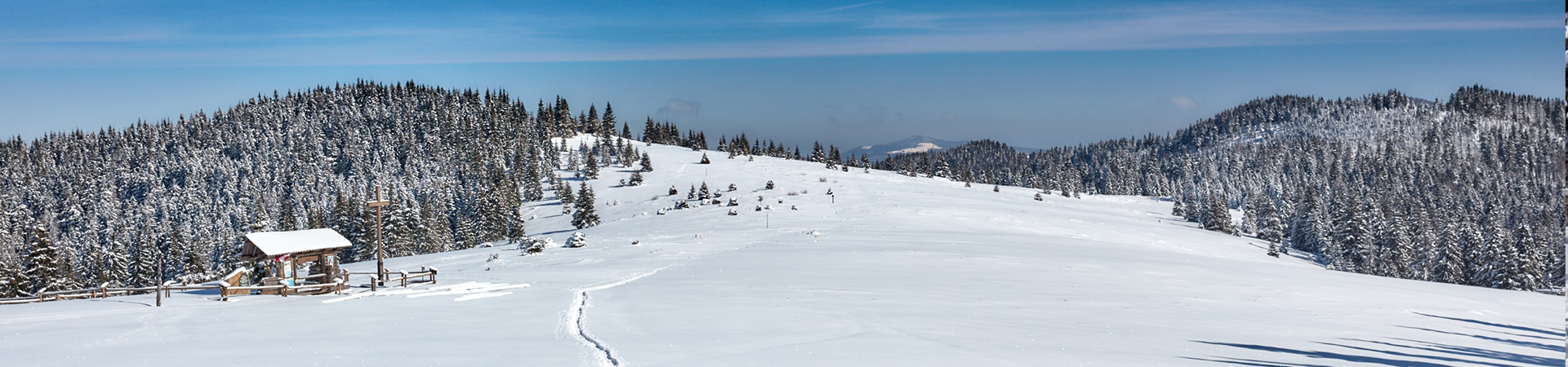 baner zdjęcie ozdobne