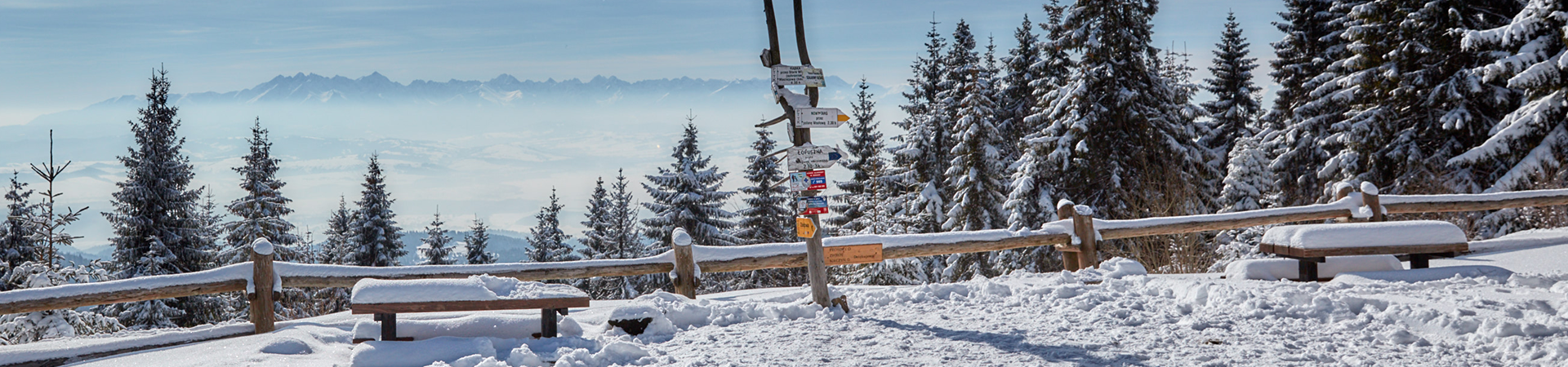 baner zdjęcie ozdobne