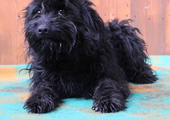 Psy do adopcji 19.02.2024 - Gmina Nowy Targ