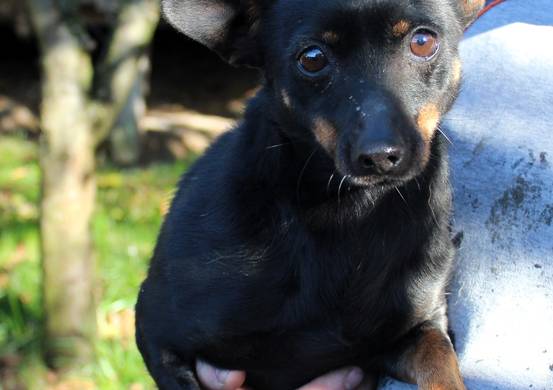 Psy do adopcji 03.10.2025 - Gmina Nowy Targ