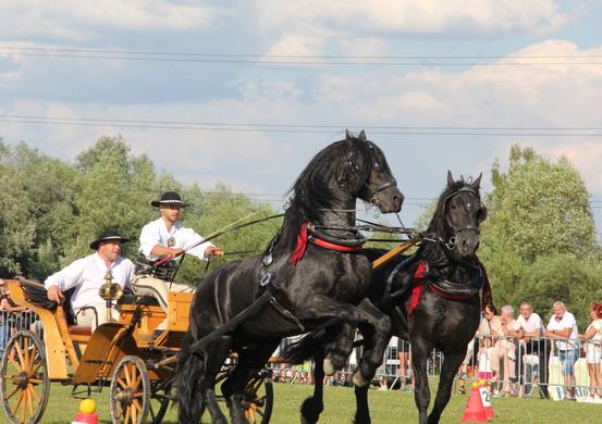 XII Podhalańska Wystawa Zwierząt Hodowlanych