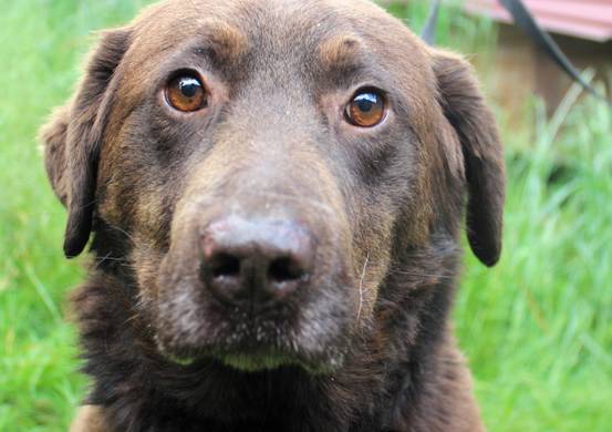Psy do adopcji 24.06.2025 - Gmina Nowy Targ