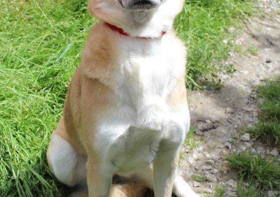 Psy do adopcji 09.07.2024 - Gmina Nowy Targ