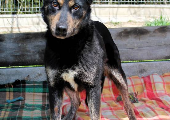 Psy do adopcji 05.05.2026 - Gmina Nowy Targ