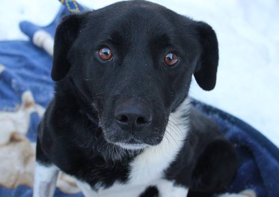 Psy do adopcji 20.01.2025 - Gmina Nowy Targ