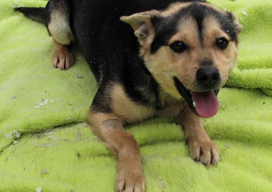 Psy do adopcji 17.02.2025 - Gmina Nowy Targ