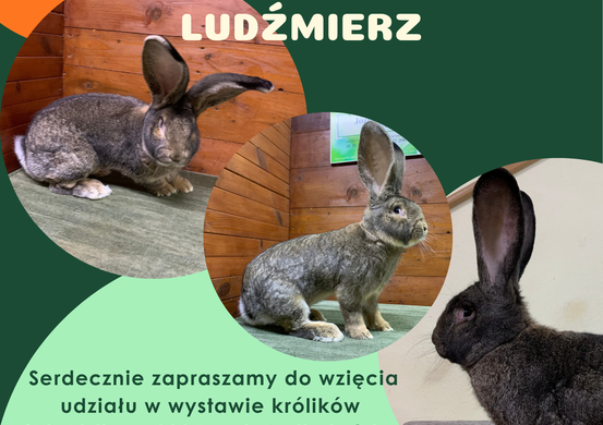XII Podhalańska Wystawa Zwierząt Hodowlanych