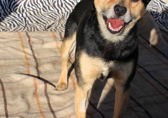 Psy do adopcji 02.03.2026 - Gmina Nowy Targ