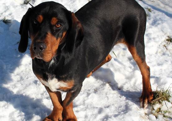 Psy do adopcji 22.01.2024 - Gmina Nowy Targ