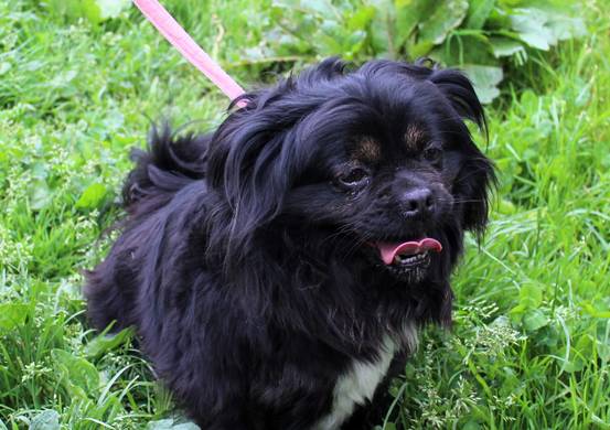 Psy do adopcji 27.05.2024 - Gmina Nowy Targ-NIEAKTUALNE