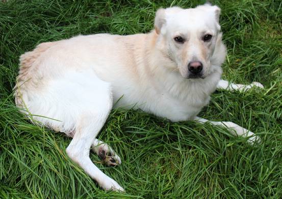 Psy do adopcji 13.10.2025 - Gmina Nowy Targ