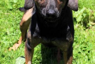 Psy do adopcji 10.06.2024 - Gmina Nowy Targ