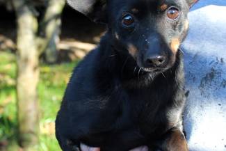 Psy do adopcji 03.10.2025 - Gmina Nowy Targ