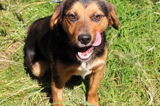Psy do adopcji 07.07.2025 - Gmina Nowy Targ