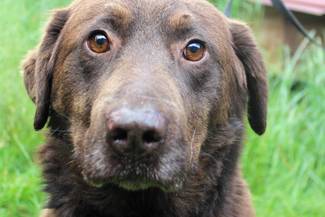 Psy do adopcji 24.06.2025 - Gmina Nowy Targ