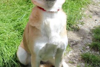 Psy do adopcji 09.07.2024 - Gmina Nowy Targ