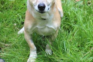 Psy do adopcji 26.05.2025 - Gmina Nowy Targ