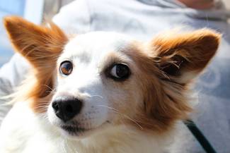 Psy do adopcji 07.04.2026 - Gmina Nowy Targ