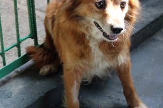 Psy do adopcji 23.05.2023 - Gmina Nowy Targ