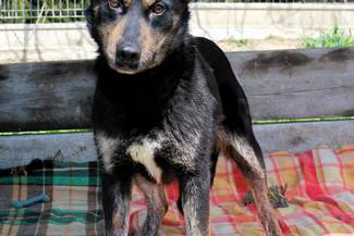 Psy do adopcji 05.05.2026 - Gmina Nowy Targ
