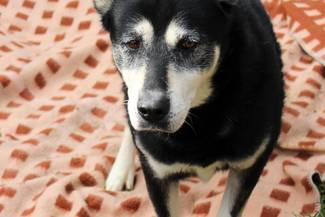Psy do adopcji 29.10.2023 - Gmina Nowy Targ