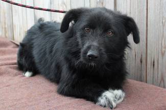 Psy do adopcji 12.05.2023 - Gmina Nowy Targ