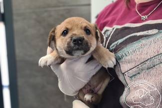 Pies przekazany do Schroniska w dniu 27.04.2026 r.