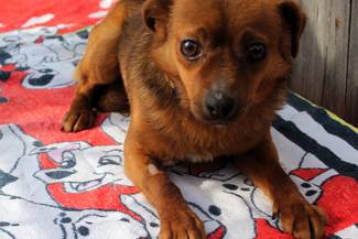 Psy do adopcji 07.04.2025 - Gmina Nowy Targ