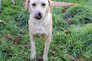 Psy do adopcji 27.10.2025 - Gmina Nowy Targ