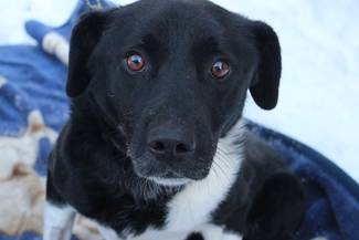 Psy do adopcji 20.01.2025 - Gmina Nowy Targ