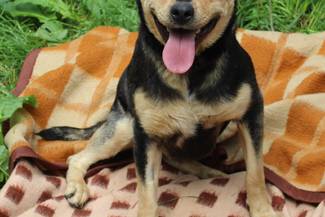 Psy do adopcji 14.06.2023 - Gmina Nowy Targ