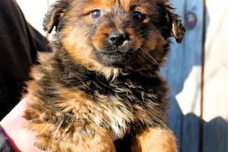 Psy do adopcji 10.03.2026 - Gmina Nowy Targ (Nieaktualne)