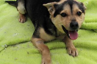 Psy do adopcji 17.02.2025 - Gmina Nowy Targ