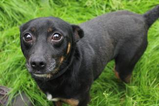 Psy do adopcji 12.08.2025 - Gmina Nowy Targ