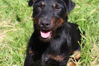 Psy do adopcji 28.07.2025 - Gmina Nowy Targ