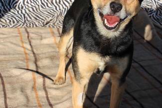 Psy do adopcji 02.03.2026 - Gmina Nowy Targ