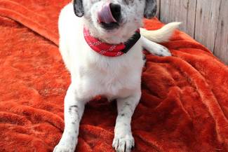 Psy do adopcji 09.12.2025 - Gmina Nowy Targ