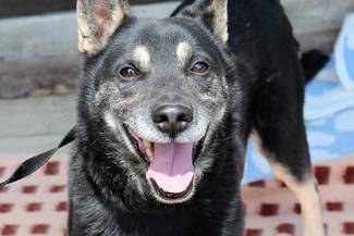 Psy do adopcji 15.05.2023 - Gmina Nowy Targ