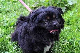 Psy do adopcji 27.05.2024 - Gmina Nowy Targ