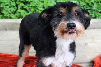 Psy do adopcji 06.05.2025 - Gmina Nowy Targ