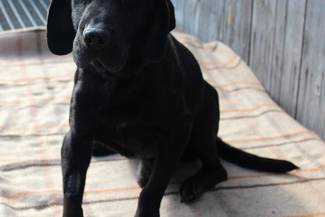 Psy do adopcji 23.02.2026 - Gmina Nowy Targ