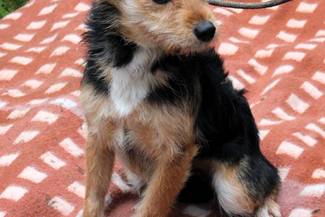 Psy do adopcji 12.11.2023 - Gmina Nowy Targ