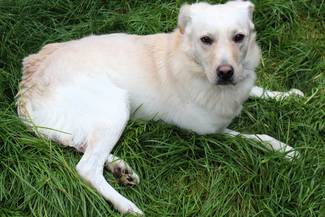 Psy do adopcji 13.10.2025 - Gmina Nowy Targ