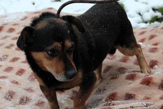 Psy do adopcji 19.11.2023 - Gmina Nowy Targ